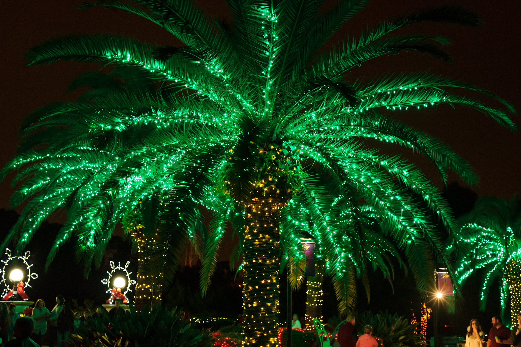 palm tree with holiday lights