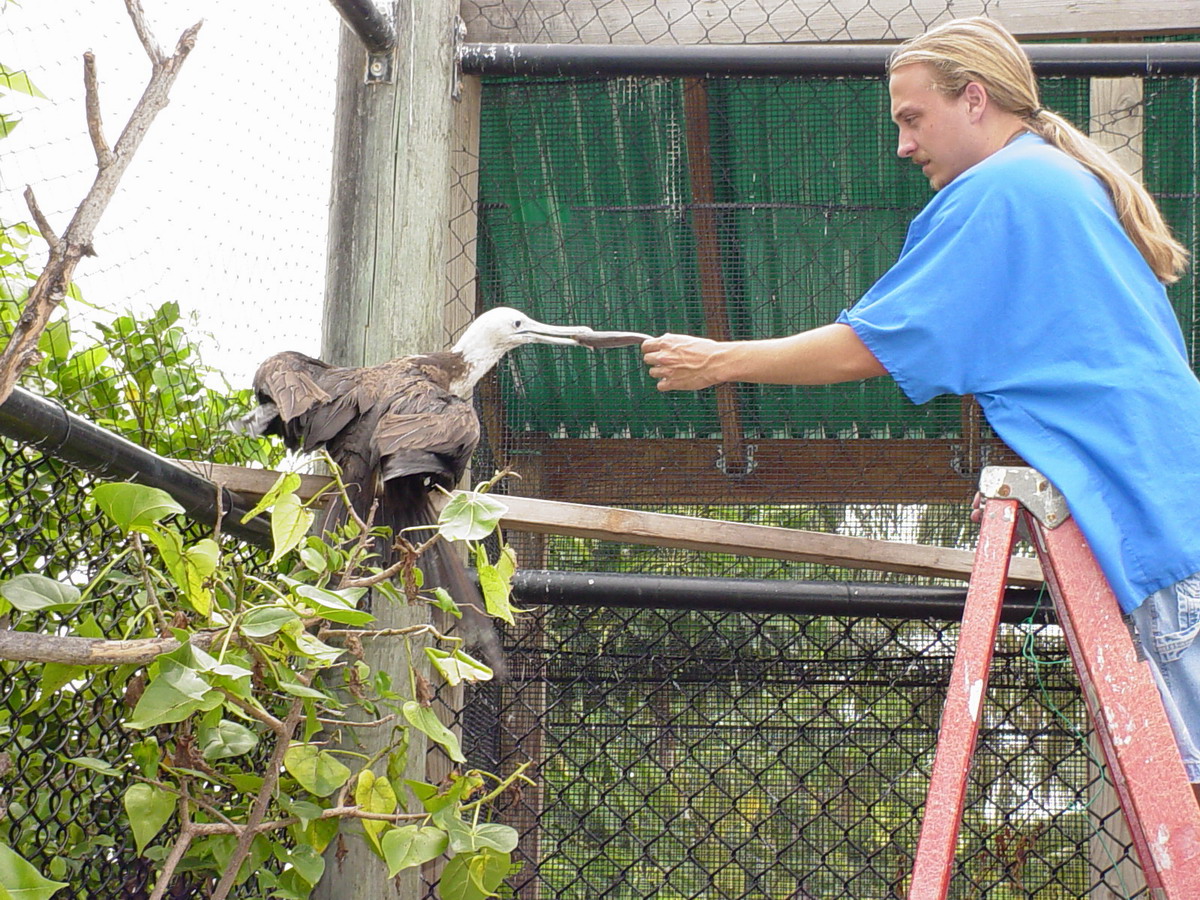 A man, Brian Fox, feeds a bird by hand while standing on a ladder at Seabird Station in 2004.