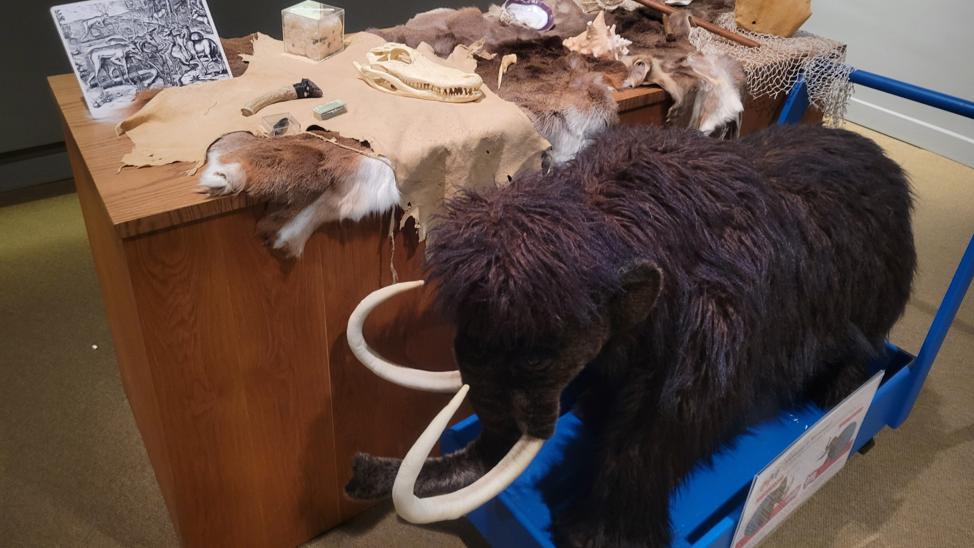 View of replica animal skulls, animal skins, and a miniature replica of a mammoth in a museum exhibition.