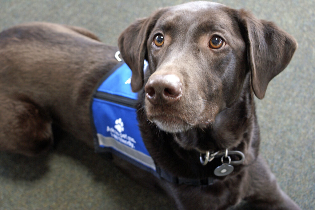 Chocolate brown Labrador dog looks towards the camera as they lay down. The dog is wearing a blue vest.