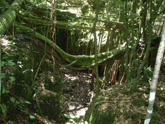 Members Only Tour: Castellow Hammock Preserve