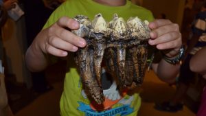 A child holds a replica of a mastodon tooth