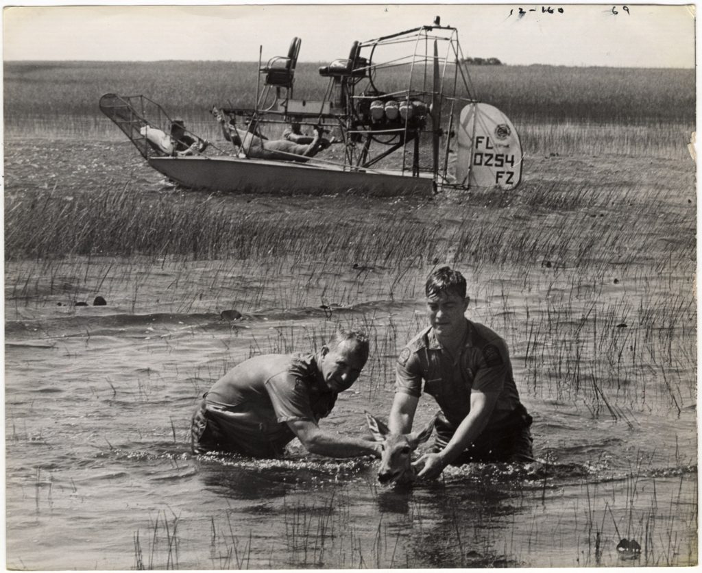 rescuing the deer