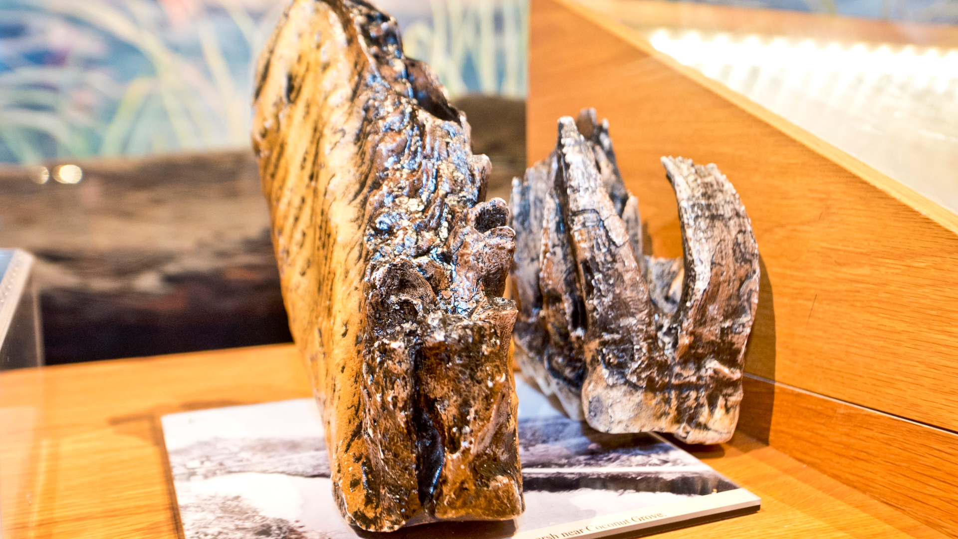 A replica of a mammoth tooth sits on a table.