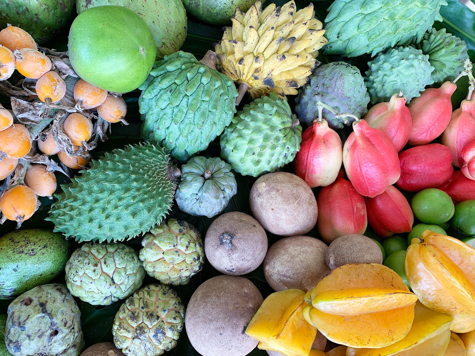CultureFest 305: Tropical Fruit Farming Demonstration